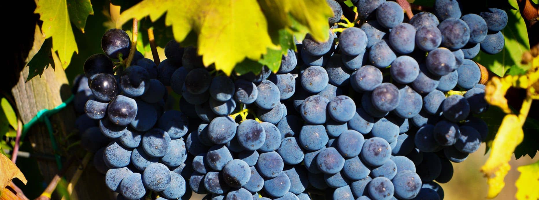 tipologie di uva da vino
